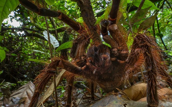 Самый большой паук в мире: ТОП-10
