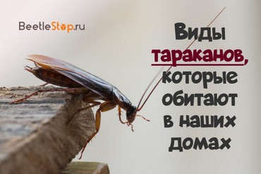 Виды Тараканов В России Фото С Названиями