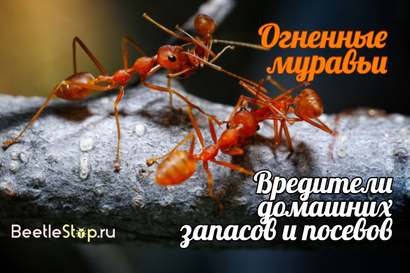 Красные муравьи