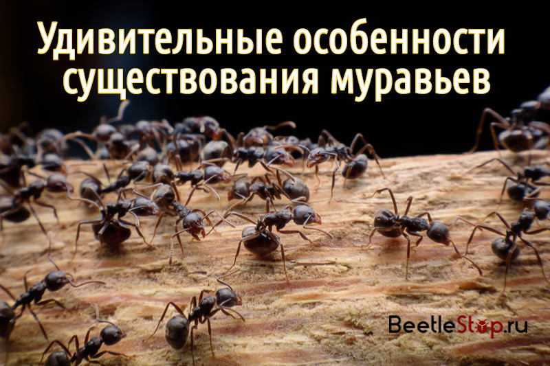 Удивительные муравьи