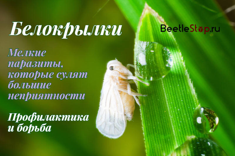 Бабочка белокрылка