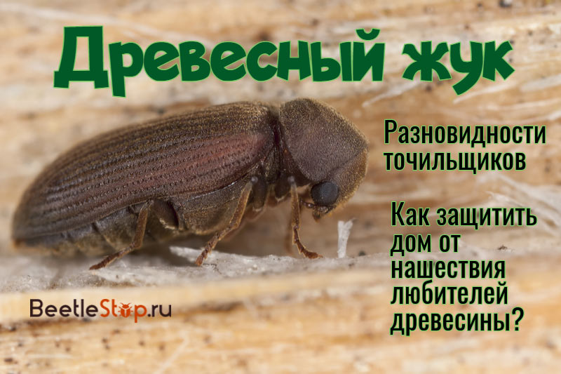 Древесный жук: