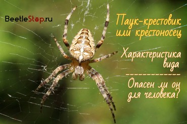 Крестовик паук. Описание, особенности, виды, образ жизни и среда обитания крестовика