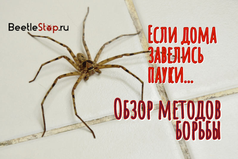 Как избавиться от пауков в доме