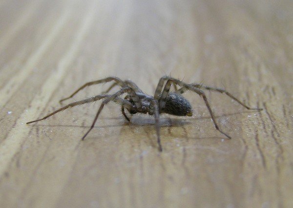 Домовой паук 