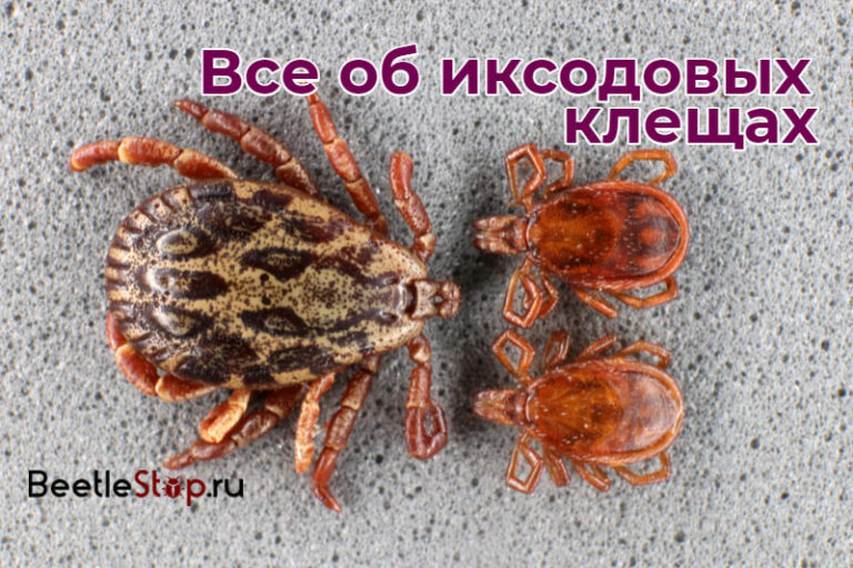 Иксоидные клещи фото