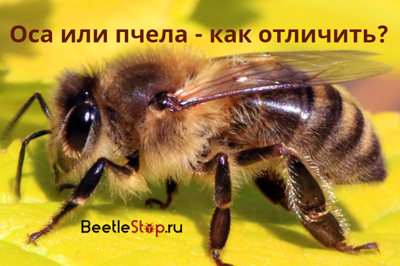 Пчела или оса?