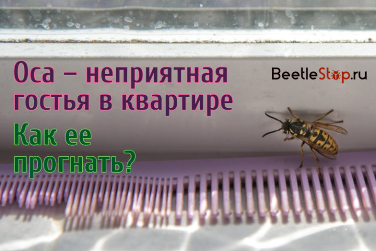 Мохнатые насекомые в квартире фото и названия