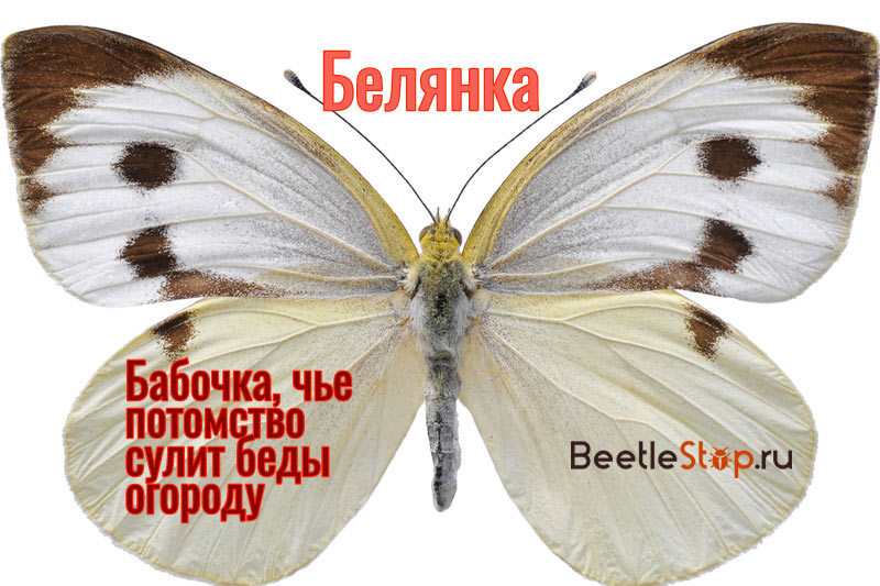 Бабочка белянка
