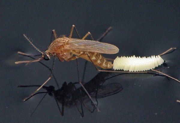 Самка комара откладывает яйца