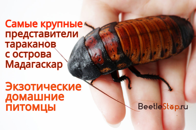 самые большие тараканы в мире