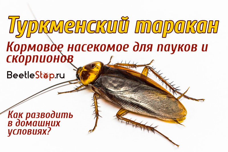 Фото туркменских тараканов