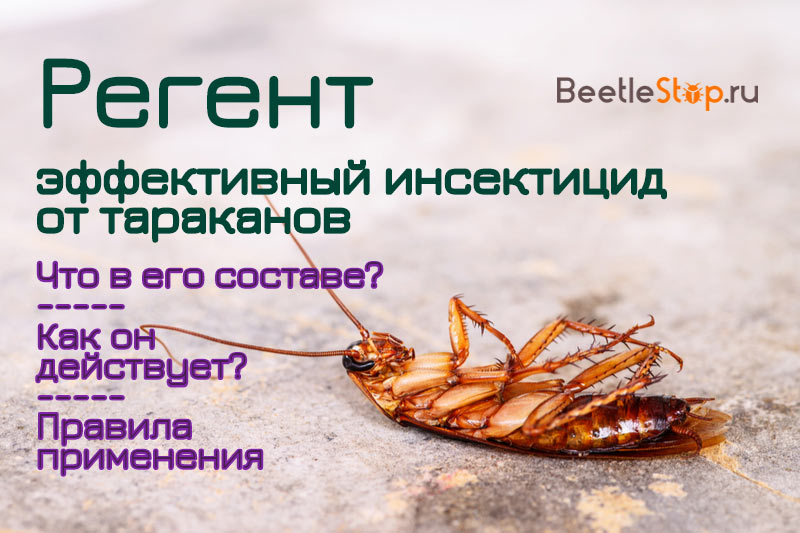 Регент – эффективный инсектицид от тараканов