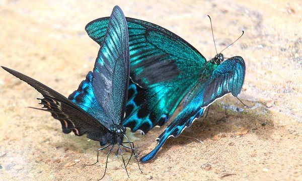 Прекрасные бабочки-парусники Маака
