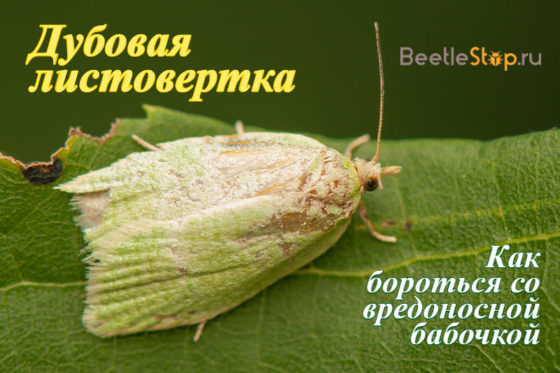 Бабочка дубовая листовертка
