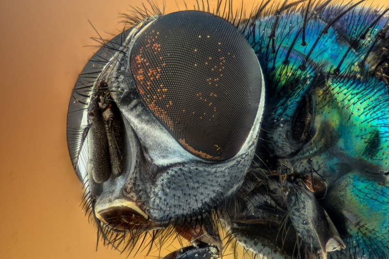 Как устроены глаза мухи и почему они уникальны